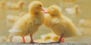 Two little girls can be like sugar & spice and always up to something. 293 Names For Your Pet Duck Farmhouse Guide