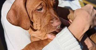 Is Dana Perino's new dog, Percy, the same breed as Jasper and Henry?