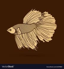 Today i got a new betta fish! Betta Fish Gold Vector Images 25