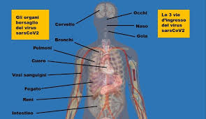 Presente in molti organi, si contrae in maniera autonoma. Dal Cuore All Intestino Tutti Gli Organi Attaccati Dal Coronavirus Biotech Ansa It