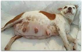 5 Helpful Tips For Pregnant Dog Care The Pet Blog Lady Celebrating Our Pets