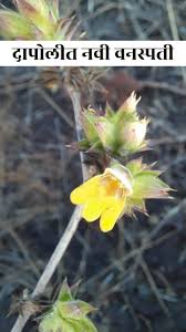 Image result for Lepidagathis plantaginea