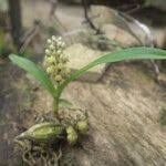 Image result for Polystachya adansoniae