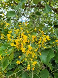 Image result for Pterocarpus rotundifolius