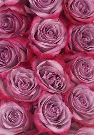 Deep purple flowers for sale. Deep Purple Roses Calyx Flowers Inc