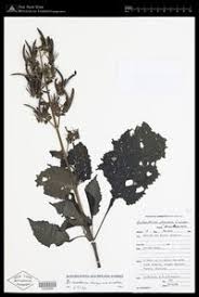 Image result for Brillantaisia cicatricosa