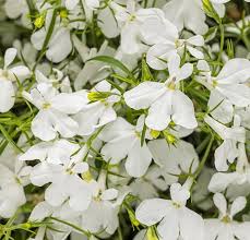 Image result for Lobelia molleri