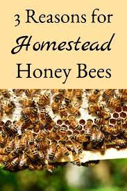 3 Reasons For Homestead Honey Bees Honey Bee Farming Backyard Bee Honey Bees Keeping