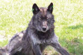 A Young Wolf Wanders The West High Country News Know The West Young wolves filmed using remote camera!