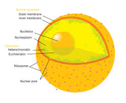 Solved (2004) Which Of The Following Organelles Is Not A | Chegg.Com
