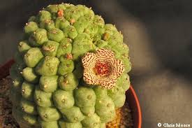 Image result for Kanahia laniflora