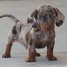 The Things I Would Do For This Dog Chien Croise Chiot Teckel Chien Teckel