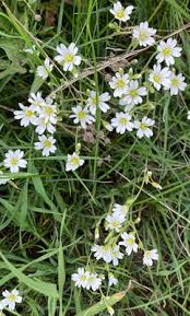 Image result for Cerastium indicum