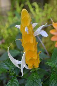 Golden Shrimp Plant Lollipop Plant Pachystachys Lutea Plants Little Garden Flowers