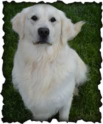 Maybe you would like to learn more about one of these? Magnum Goldendoodles Utah Your Puppy Is Waiting