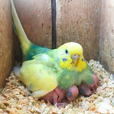 K E V I N L L M Kevinsbirds Instagram Photos And Videos Budgies Bird Pet Birds Cute Birds