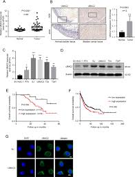 So, a life expectancy of two years has. Ubac2 Promotes Bladder Cancer Proliferation Through Bcrc 3 Mirna 182 5p P27 Axis Cell Death Disease