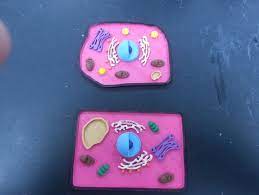 The kit has one diagram of a plant cell, one diagram of an animal cell, and 15 sheets of shrinky dink material. Animal And Plant Cell Construction Kit By Mfritz Thingiverse