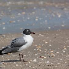 Image result for Leucas calamostachys