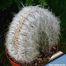 Image result for Cephalocereus