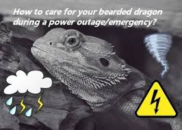 What kind of light does a pet lizard need? How To Care For A Bearded Dragon During A Power Outage Care Guides For Pet Lizards
