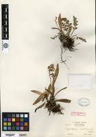 Image result for Polystachya malilaensis