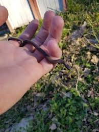 Search and compare schools in texas. Look At This Noodle I Found In My Backyard Anyone Know What It S Called College Station Tx Snakes