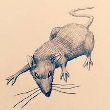 James Brown On Instagram Rat Sketch Art Rodent Drawing Pencil Mouse Artist Drawings Art Pencil Art Drawings