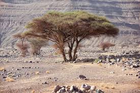 Sahara Acacia Tree Acacia Raddiana Rosa Frei Photography Acacia Tree Desert Plants Plant Photography