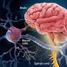 Jun 12, 2020 · multiple sclerosis (ms) is a potentially disabling disease of the brain and spinal cord (central nervous system). Can You Die From Ms Early Signs Symptoms And Treatment