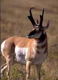 Pronghorn Antelope In Grand Teton National Park Great Photo Opp Until I Realized Why They Were Getting So Close To Me Was A Hayvanlar Hayvanlar Alemi Antilop