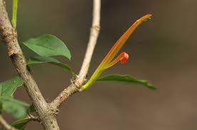 Image result for Anisotes sessiliflorus