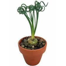Image result for Albuca sp. no. 1