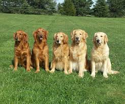 All The Colors Of The Golden Retriever Golden Retriever Golden Retriever Colors Golden Retriever Baby
