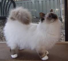 Joli Chat Birman Beaux Chats Chat Mignon Chat Sacre De Birmanie