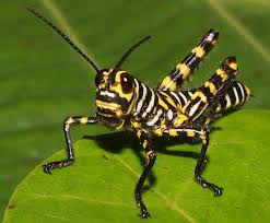 Pin On Unusual Insects Spiders