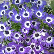 Pericallis × Hybrida | Senetti These Easy-Care Flowers Look … | Flickr