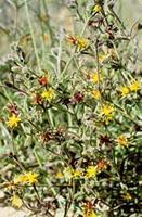 Image result for Vahlia dichotoma