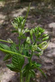 Image result for Cleome bororensis