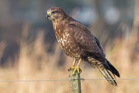 De gewone buizerd lijkt de meest voorkomende roofvogel overdag in europa te zijn, aangezien schattingen van de totale. Buizerd Buteo Buteo Waarneming Nl