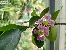 Image result for Malpighia coccigera