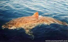 10:00 aniwatch 37 984 просмотра. Le Grand Requin Blanc De Mediterranee Qu Est Ce Que C Est