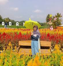 Taman bunga bpi atau yang biasa disebut dengan taman bunga kampung jambu di pandeglang mendadak mulai ngehits beberapa hari terakhir. Harga Tiket Masuk Dan Peta Lokasi Taman Ramadanu Magelang