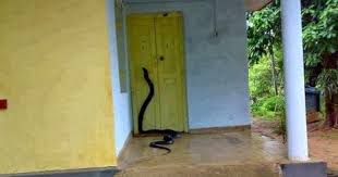 Apa artinya bermimpi ular masuk rumah menurut mitos? Terbukti Arti Mimpi Ular Masuk Rumah Dan Dibunuh Atau Diusir