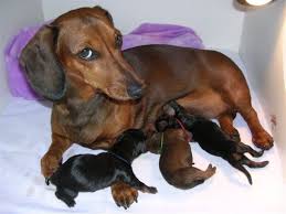 Image result for jezevčík hladkosrstý