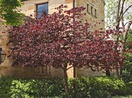 With their unique flowers to go blooms from spring to fall. Plants For Dallas Your Source For The Best Landscape Plant Information For The Dallas Ft Worth Metroplex Forest Pansy Redbud