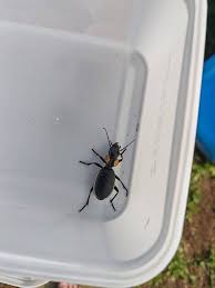 Image result for Dissotis pachytricha