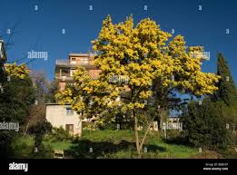 Image result for Acacia dealbata