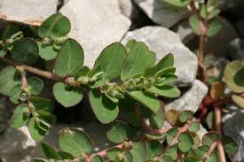 Image result for Euphorbia prostrata