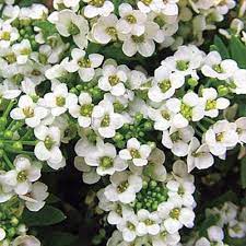 Best Plants For A Healthy Organic Garden Cool Plants Plants Alyssum Flowers